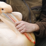 Do Zoo Brno se po 30 letech vrátili pelikáni